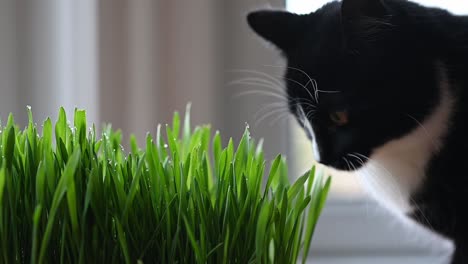 cute black and white cat licking her nose and sniffing fresh cat grass at home