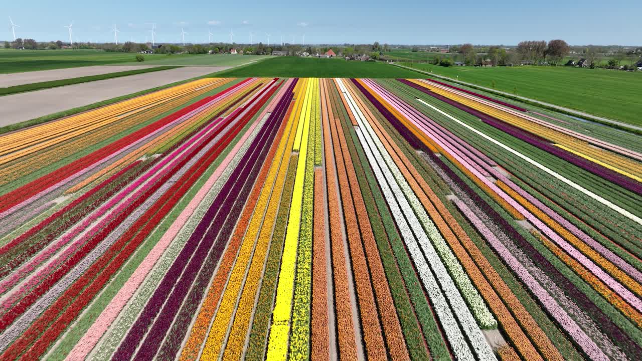tulip flower fields, multi color, agricultural, aerial drone view.