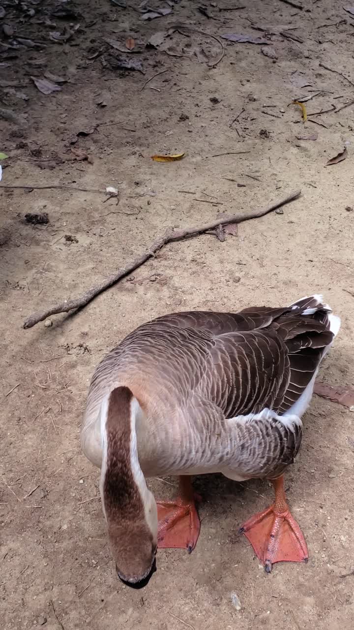 Two African Chinese geese on dry ground. The gander in front has a stretched neck and black knob. Farm , park life in warm light sunrise