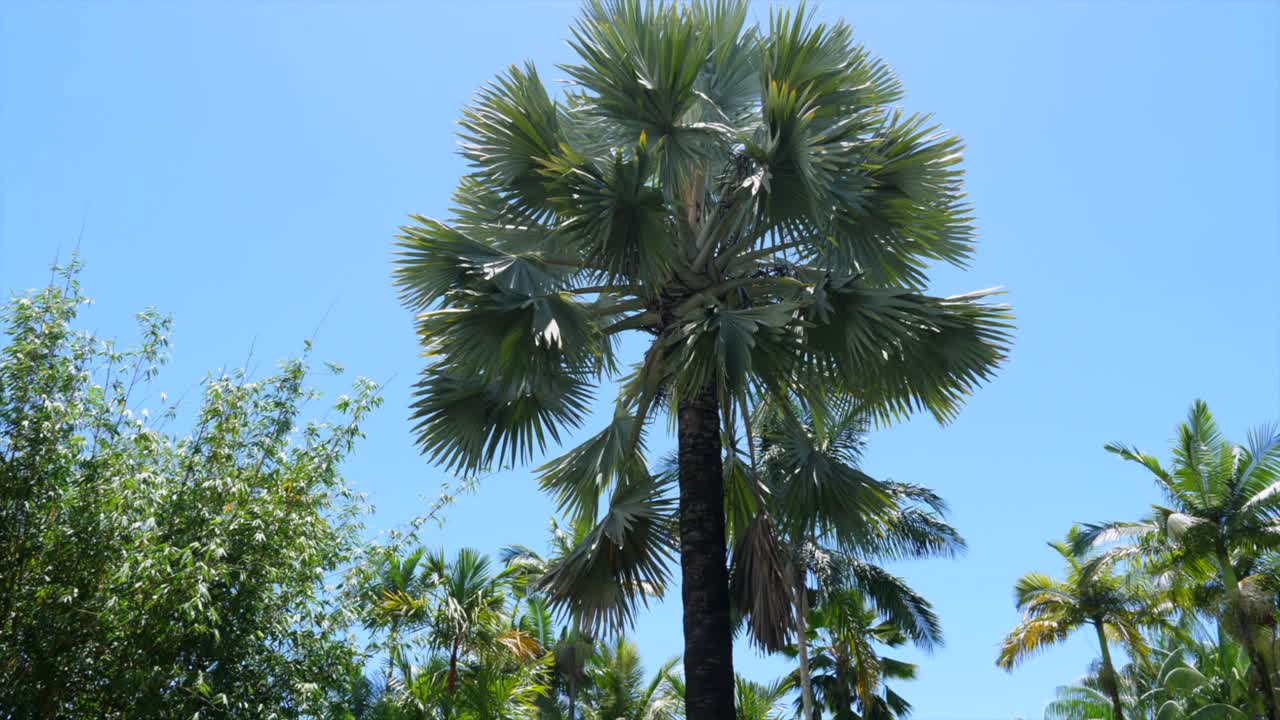 palmera de bismarck vista desde el suelo con cielo azul y sol y otras palmeras y vegetación alrededor