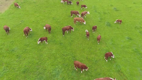 drone footage moving slowly backwards and panning upwards low over a herd of brown cows in a steep farmer's field in rural lancashire, uk
