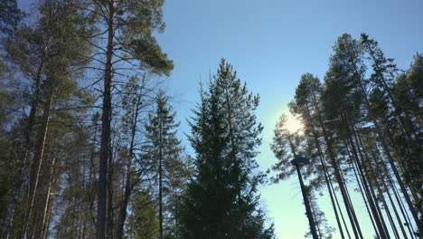 tall trees under sunlit blue sky katinkulta vuokatti, finland, panning to moon over holiday club hotel