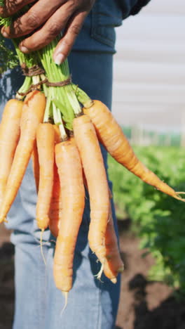 video of legs of african american man holding carrots and standing in greenhouse