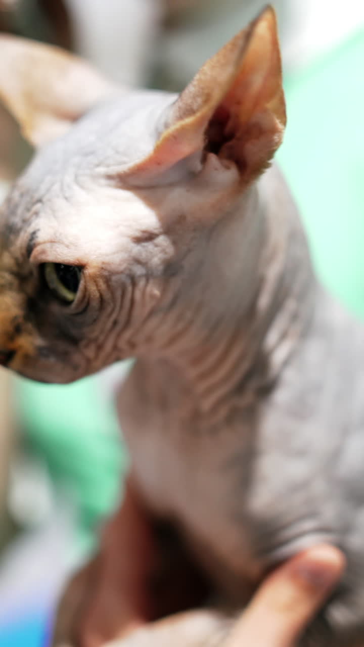 Beautiful woman and sphynx cat at home. Pet cat and young owner relaxing together. Close up. Cat in her arms. Vertical video