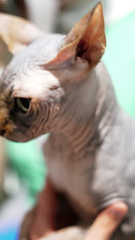 beautiful woman and sphynx cat at home. pet cat and young owner relaxing together. close up. cat in her arms. vertical video