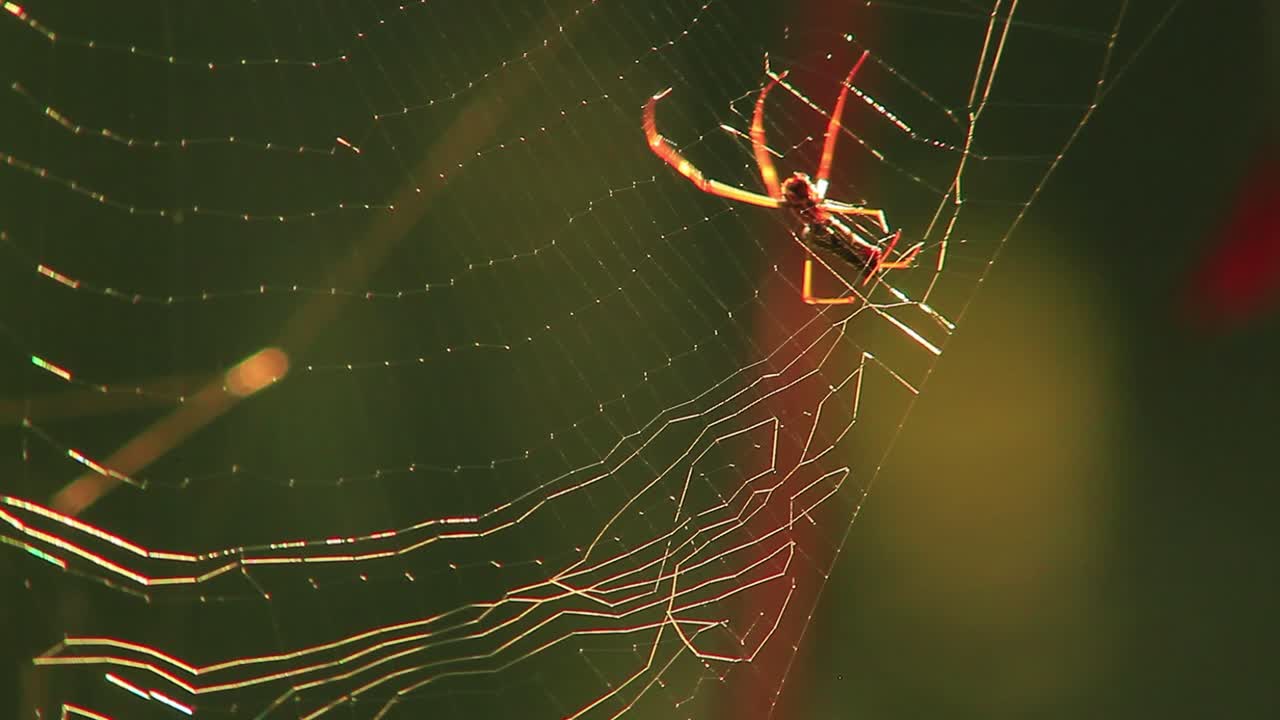 Spider making a trap for flies, weaving web and crawling on it