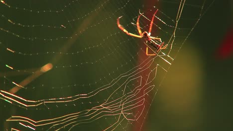 Spider-making-a-trap-for-flies,-weaving-web-and-crawling-on-it