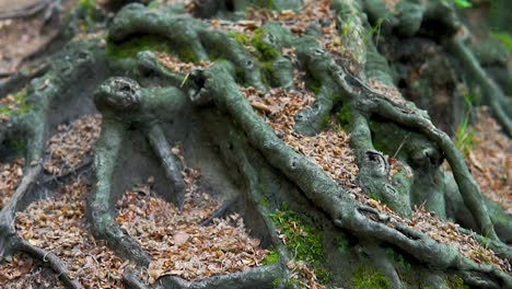 beautiful roots and trees