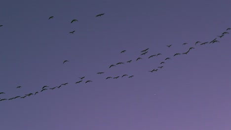 birds migrating in south korea during winter (3840x2160, 29.97fps real speed)