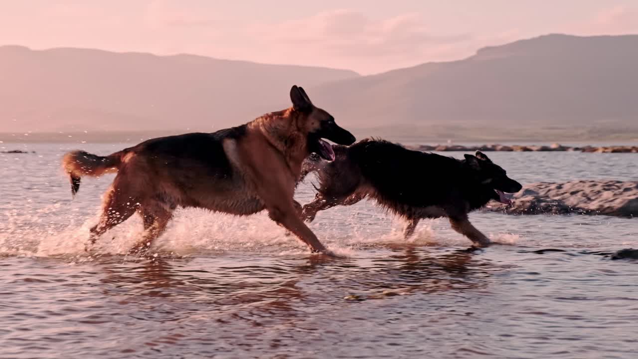 A male and female German Shepherd running through a shallow lagoon in a playful way with mountains in the distance at sunset