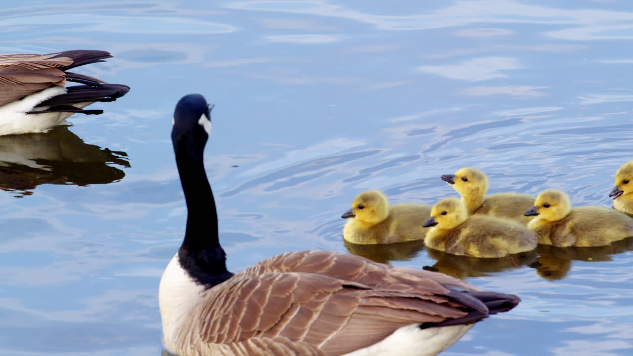 Slow-motion brings out the charm of baby goslings playing near their guardians.
