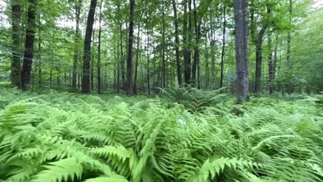 beautiful ferns in a forest