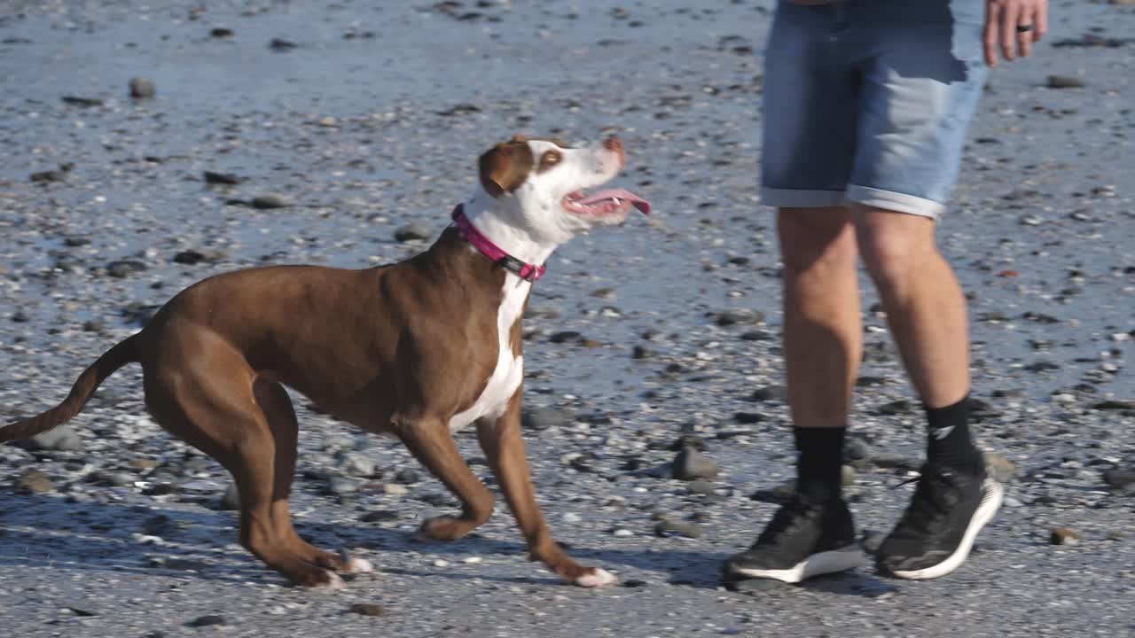Dog running along the sandy beach in Cape Town with rocks scattered in the background