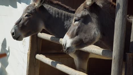 Tourists-Feeding-Donkeys-With-Carrots-On-A-Sunny-Day-In-Anseong-Farmland,-Gyeonggi-do,-South-Korea