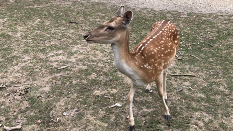 Young-deer-and-deer-running-through-the-woods