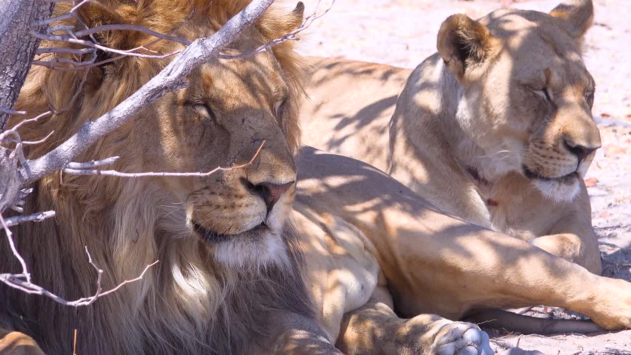 una manada de leones se sienta en las llanuras de sabana de áfrica en un safari en el parque nacional de etosha namibia 2