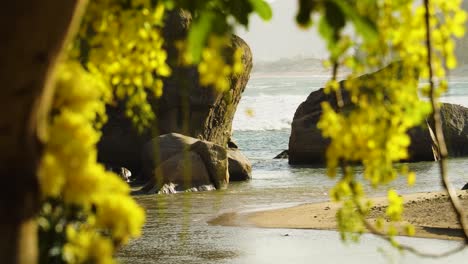 idyllic beach hang rai, vietnam rock on coast and yellow golden shower flowers