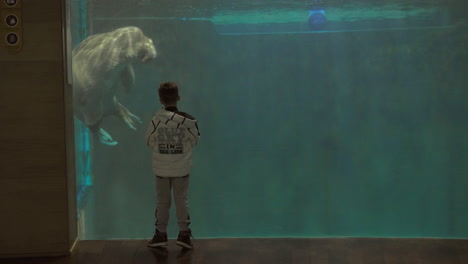 Young-boy-watching-a-manatee-swim