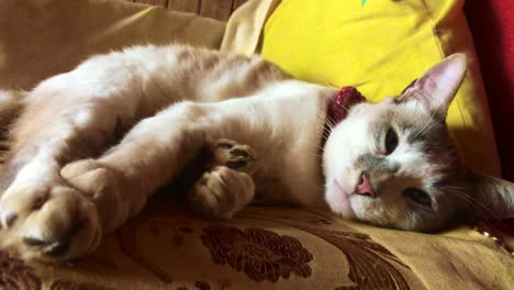 tired sleeping cat on a peaceful afternoon, sleeping on his yellow and red couch