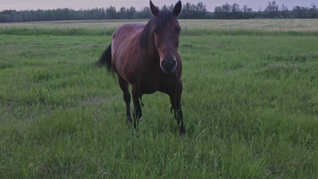 Koń pasący się na bujnym pastwisku wieczorem i nękany przez komary