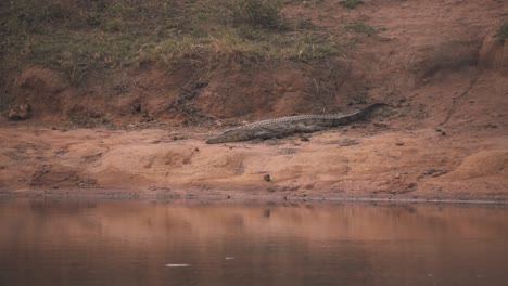 Cocodrilo-Del-Nilo-Yaciendo-Quieto-En-La-Orilla-Del-Río-Fangoso-En-Sudáfrica