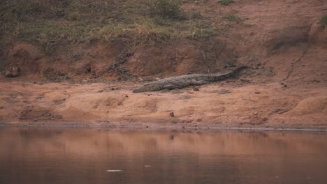 cocodrilo del nilo yaciendo quieto en la orilla del río fangoso en sudáfrica