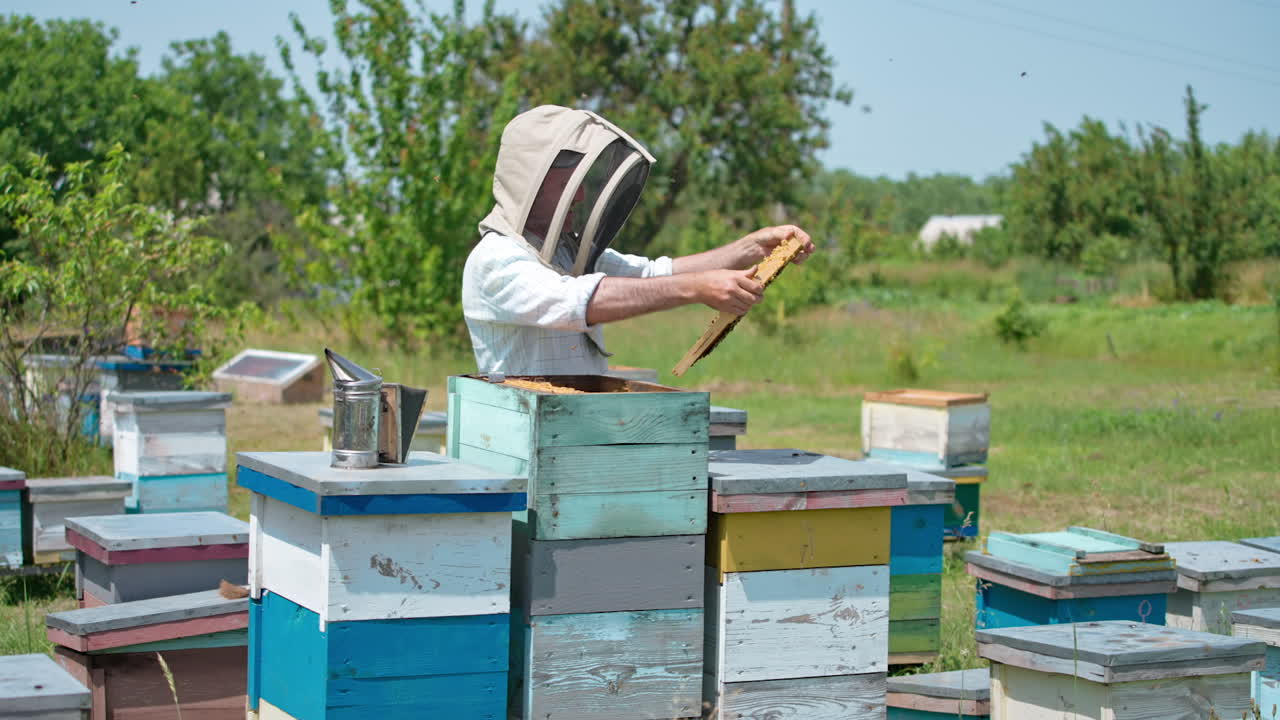 Busy apiarist in protective hat working at bee farm. Man examines the frame and turns it back to the hive. Green trees at backdrop.