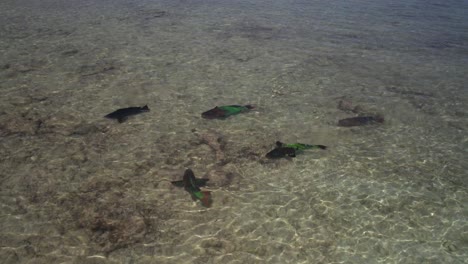 parrot fish swimming in the shallow waters of the caribbean sea, aerial view