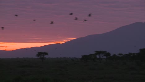 birds migrate across the plains of africa at dawn with volcanos in the background
