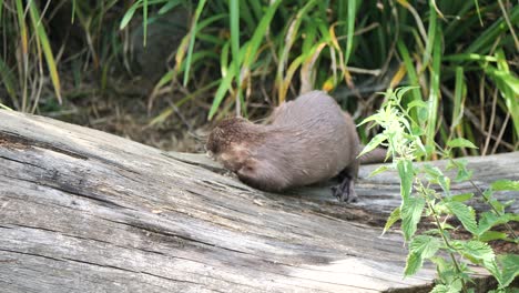 Toma-En-Cámara-Lenta-De-Nutria-Salvaje-Descansando-En-Un-Tronco-De-Madera-En-La-Naturaleza,-De-Cerca