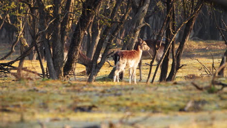 Adult-Male-Deer-With-Antlers-Headbutting-Behind-Trees-At-Sunrise