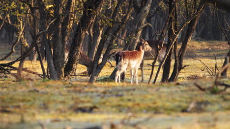 adult male deer with antlers headbutting behind trees at sunrise