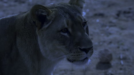 hora de la noche leona africana cazando de cerca