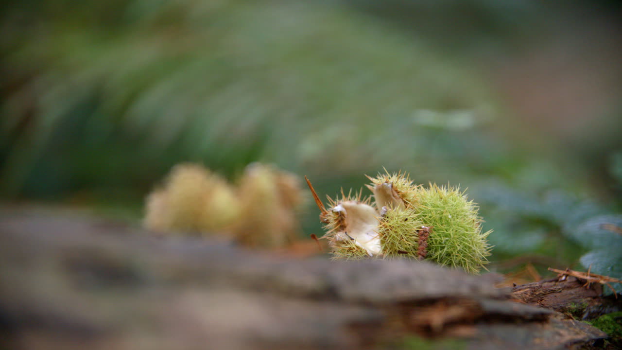 Close Up Of Empty Conker Cases In Autumn Woodland
