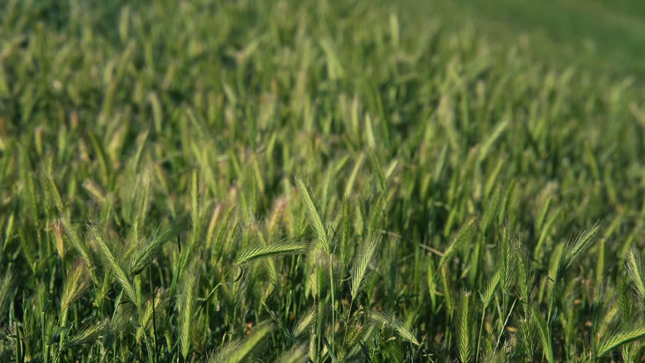 campo de trigo verde