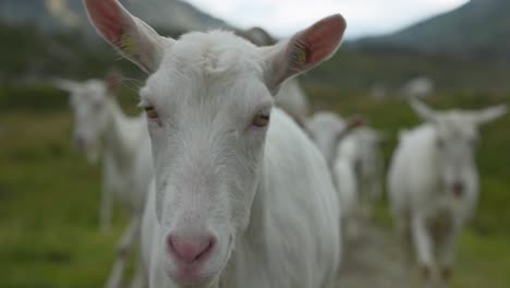 Cabras-Blancas-En-Primer-Plano-Pastando-A-Lo-Largo-De-Un-Camino-En-Cámara-Lenta