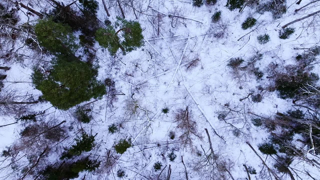 Environmental footage - winter damage, climate stress on forest, Northern Europe