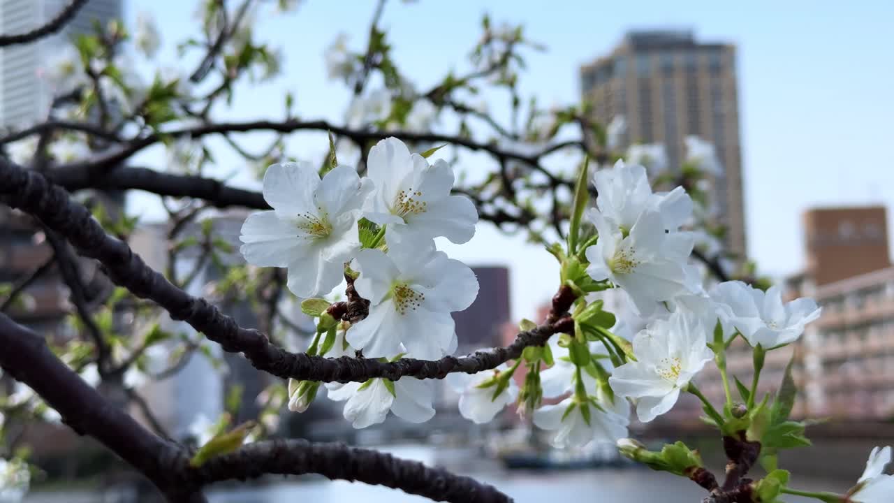 Cherry blossoms in full bloom with city buildings in the background in Tokyo, Japan