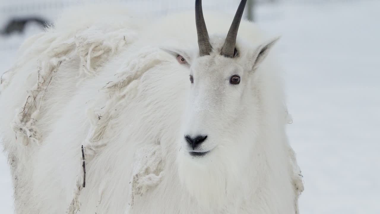 близкий снимок горной козы в юконе, канада, зимой