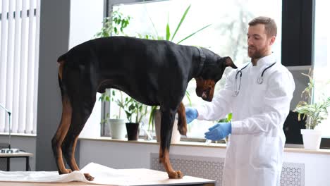 examen del perro en una clínica veterinaria