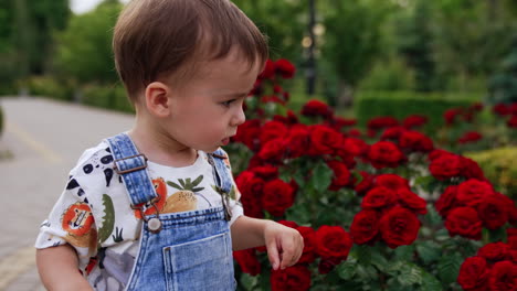 sweet caucasian child walking near the beautiful flower bed. kid touches red roses and looks at camera.