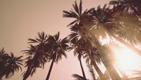 underside of the coconuts tree with clear sky and shiny sun