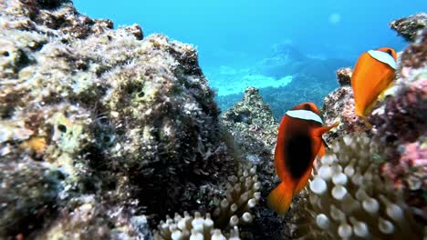 tomato clownfish swimming in the coral reefs under the deep blue sea