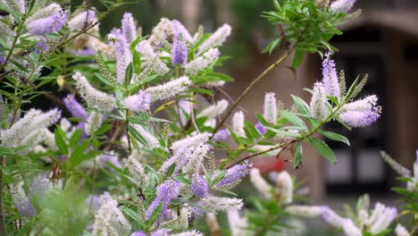 pink and purple lilac, buddleja davidii, drifting in the wind on summer's day, outdoors