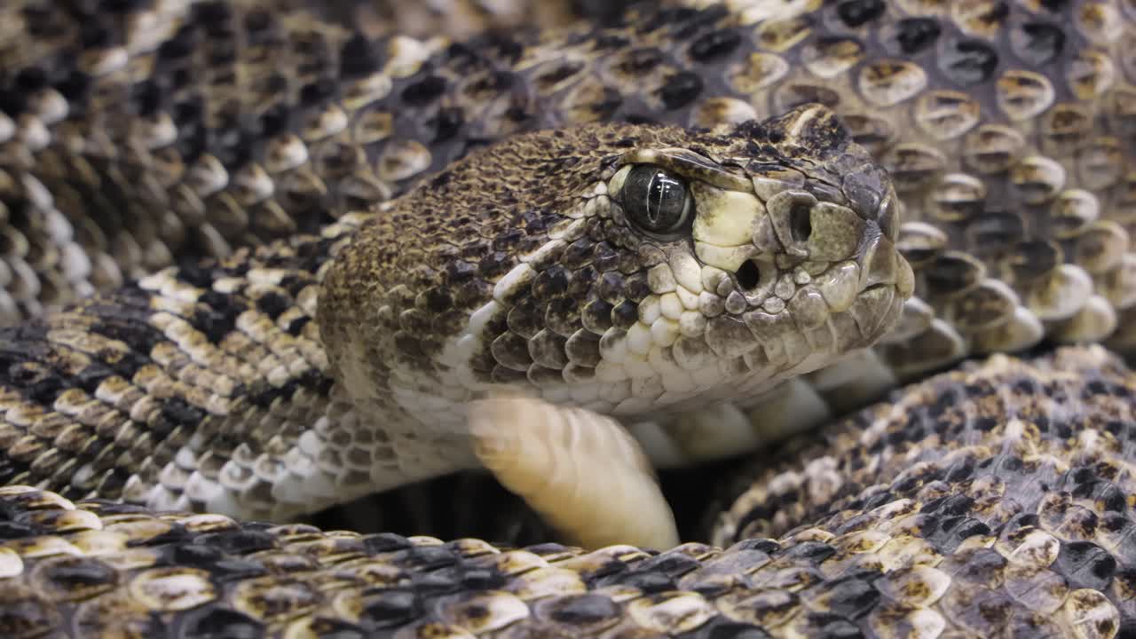 Western diamondback rattlesnake or Texas diamond-back (Crotalus atrox) is a rattlesnake species and member of the viper family, found in the southwestern United States and Mexico.