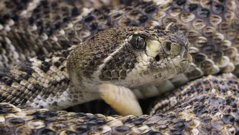la serpiente de cascabel de diamante occidental o texas diamond-back (crotalus atrox) es una especie de serpientes de cascabeo y miembro de la familia de las víboras, que se encuentra en el suroeste de los estados unidos y méxico.