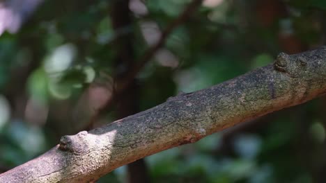 perched on a large branch turns its head and then flies away, hill blue flycatcher cyornis whitei, thailand