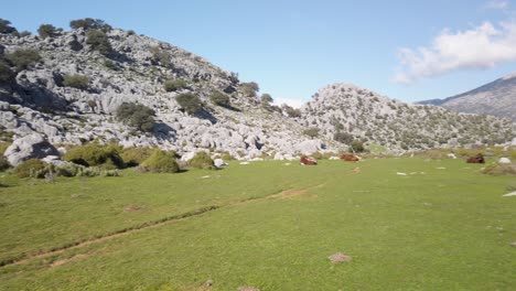 Pan-Left,-Retinto-cows-laying-in-grassy-mountain-meadow,-Cadiz-Province,-Spain