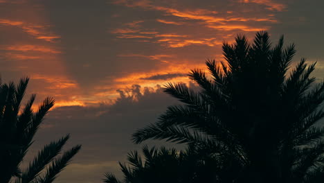 sunset palm trees silhouette