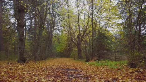 establecimiento de una vista del callejón del árbol de tilo de otoño, árboles sin hojas, camino vacío, hojas amarillas de un árbol de tilo en el suelo, escena idílica de la naturaleza de la caída de hojas, disparo de drones anchos y bajos que avanzan